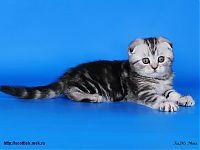 Вислоухая шотландская кошка серебристо-черный мрамор