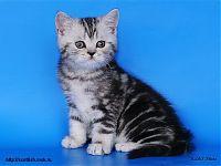 Шотландский котенок серебристо-черный мрамор