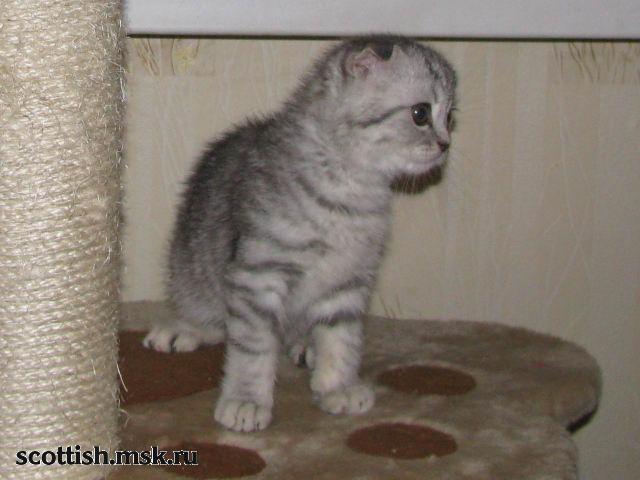 Занзибар - вислоухий шотландский котик