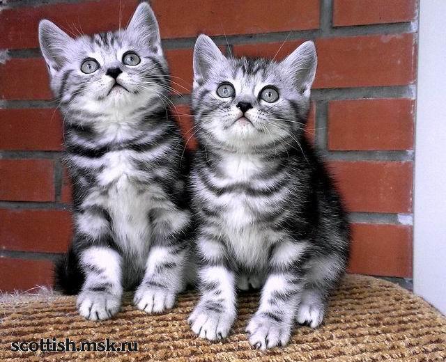 Шотландские Полосатые Кошки Фото