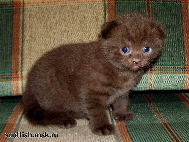 Шансон - шоколадный вислоухий шотландский котик