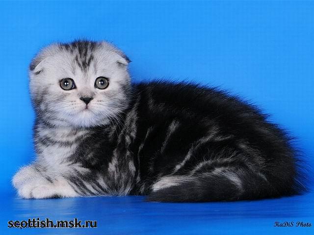 шотландский вислоухий котенок серебристо-чёрный мрамор