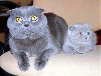 Мариса - голубая вислоухая кошка с котенком